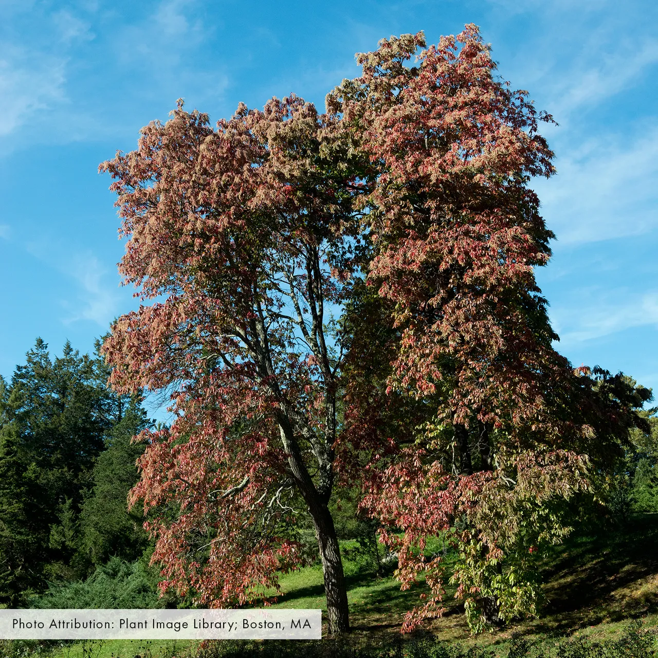 Bare Root Sourwood (Oxydendrum arboreum)