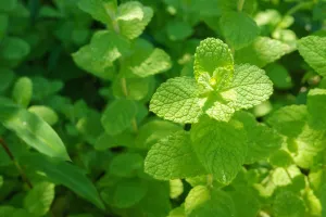 Mint Apple