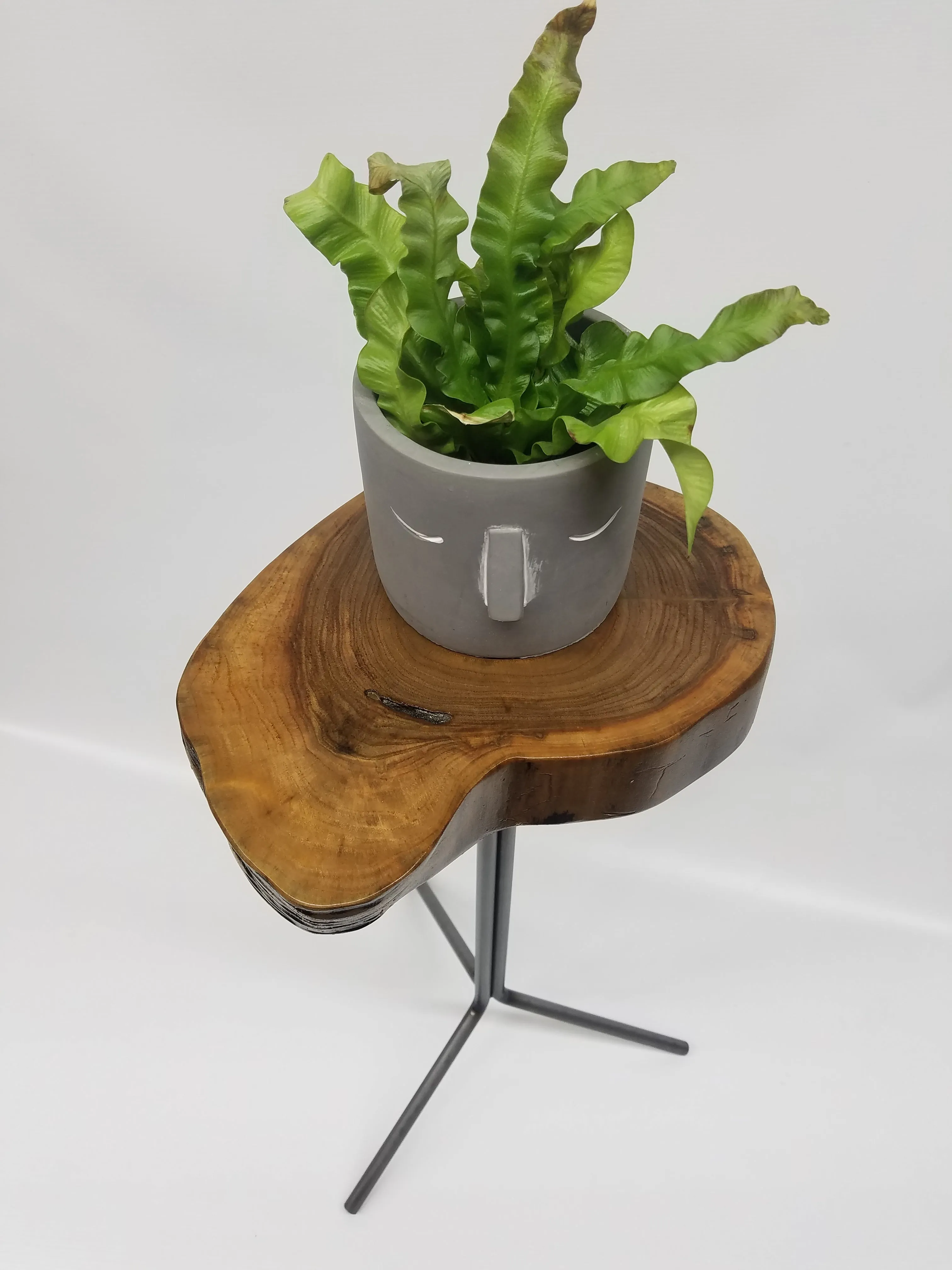 Side Table- End Table- Plant Stand- Live Edge- Steel Base- Black Walnut- Tree Slice- Drink Stand- Modern- Cool- Nature- Living Room- Home